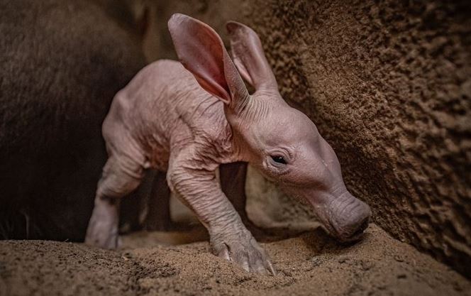 aardvark