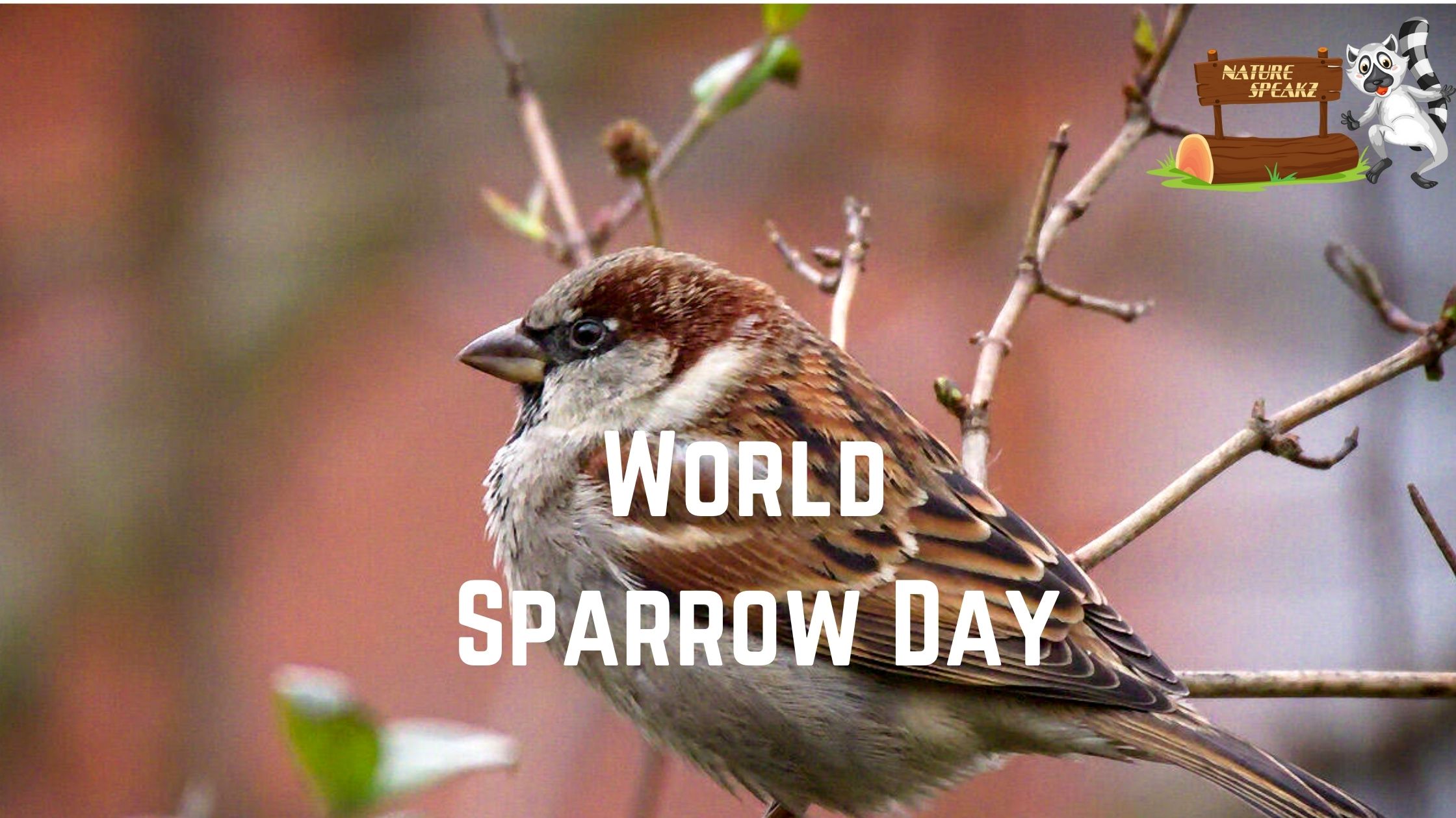 World Sparrow Day 2021