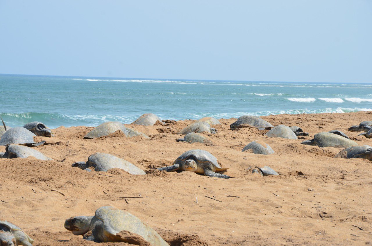 Olive Ridley