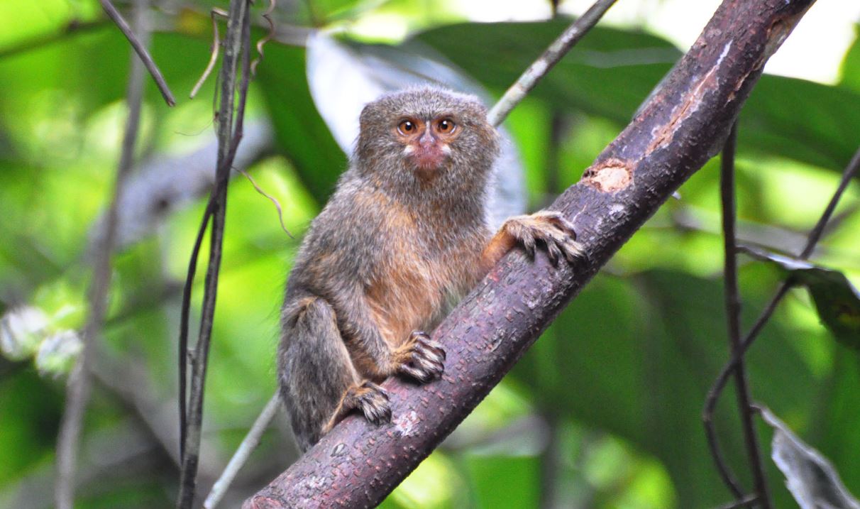 Pygmy Marmosets