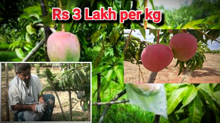 Odisha Farmer Grows World's Costliest Miyazaki Mango