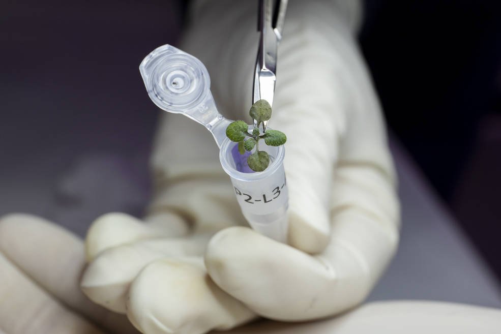 Scientists grow plants in soil from the Moon