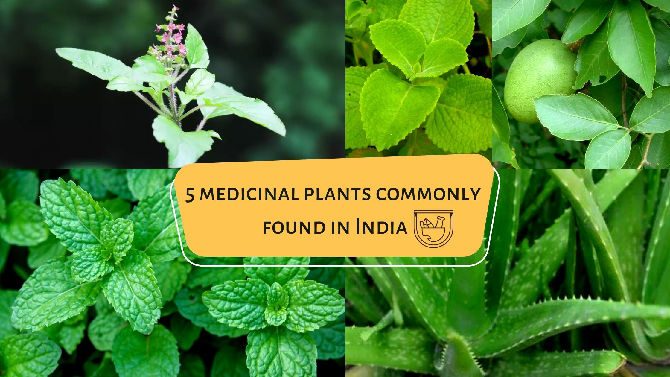 5 medicinal plants commonly found in India