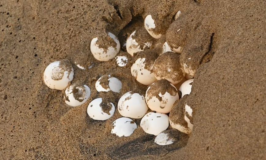 Olive Ridley Turtle Eggs