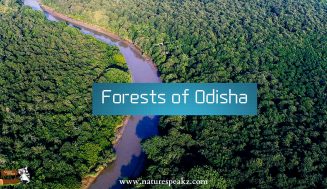 Forests of Odisha