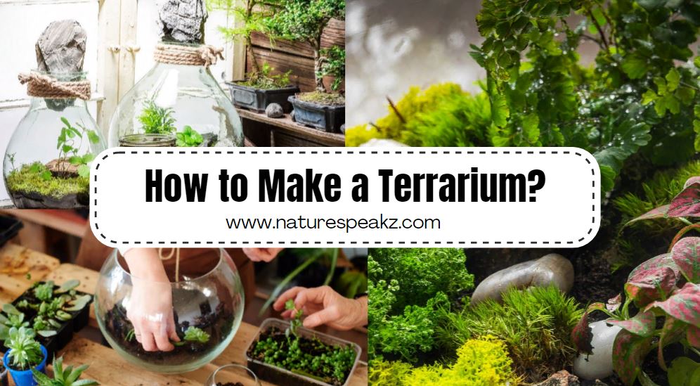 How to Make Terrariums at Home?