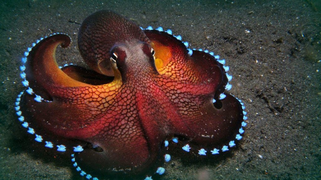 Facts About the Amazing Coconut Octopus