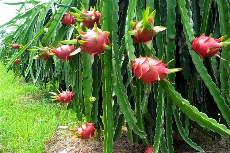 Dragon Fruit Plant