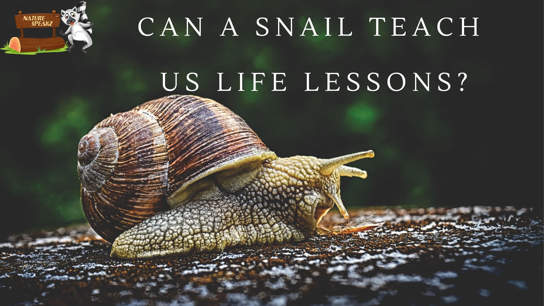 Can a snail teach us life lessons?
