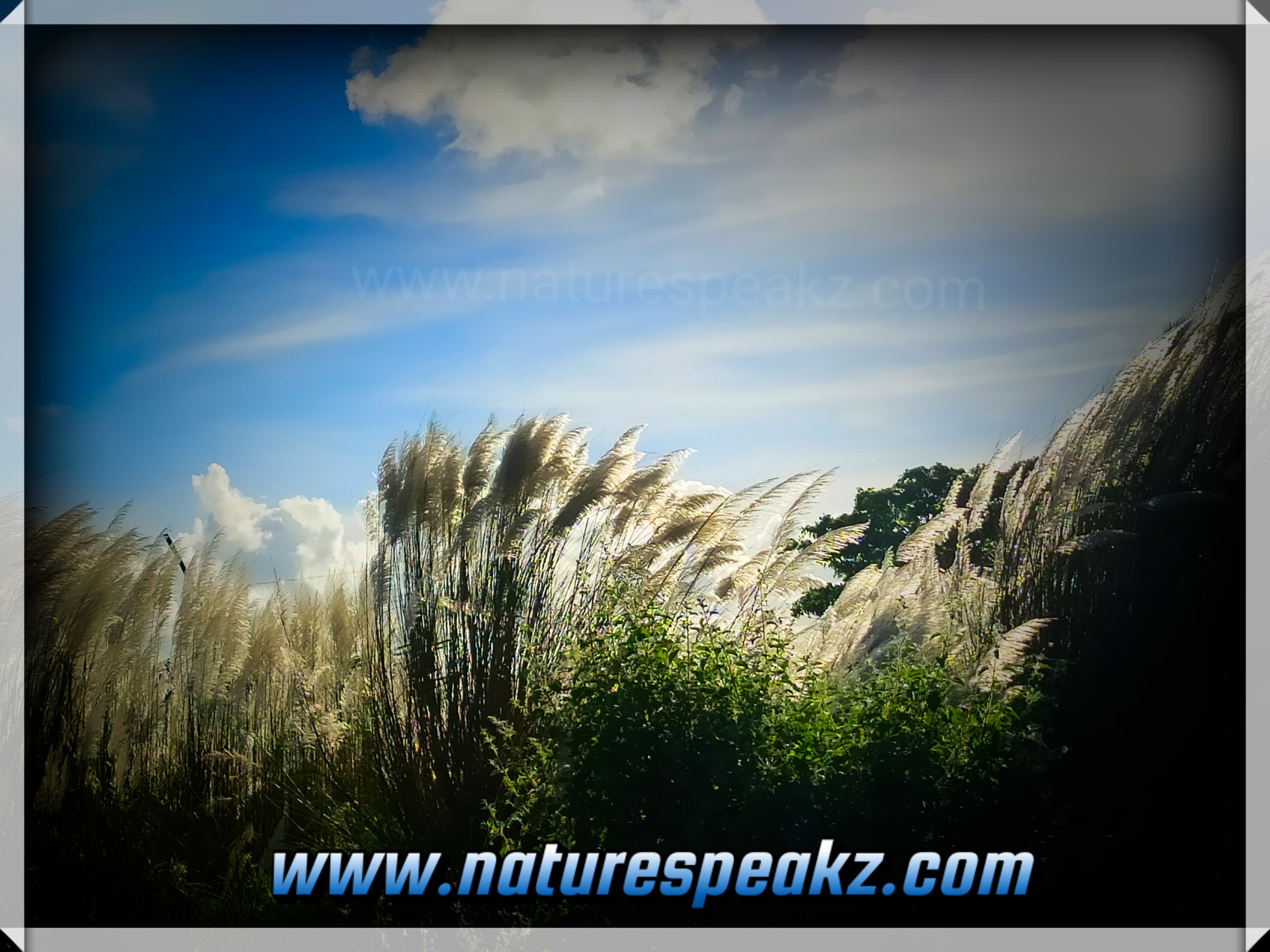 Facts about Kans Grass or Wild Sugarcane