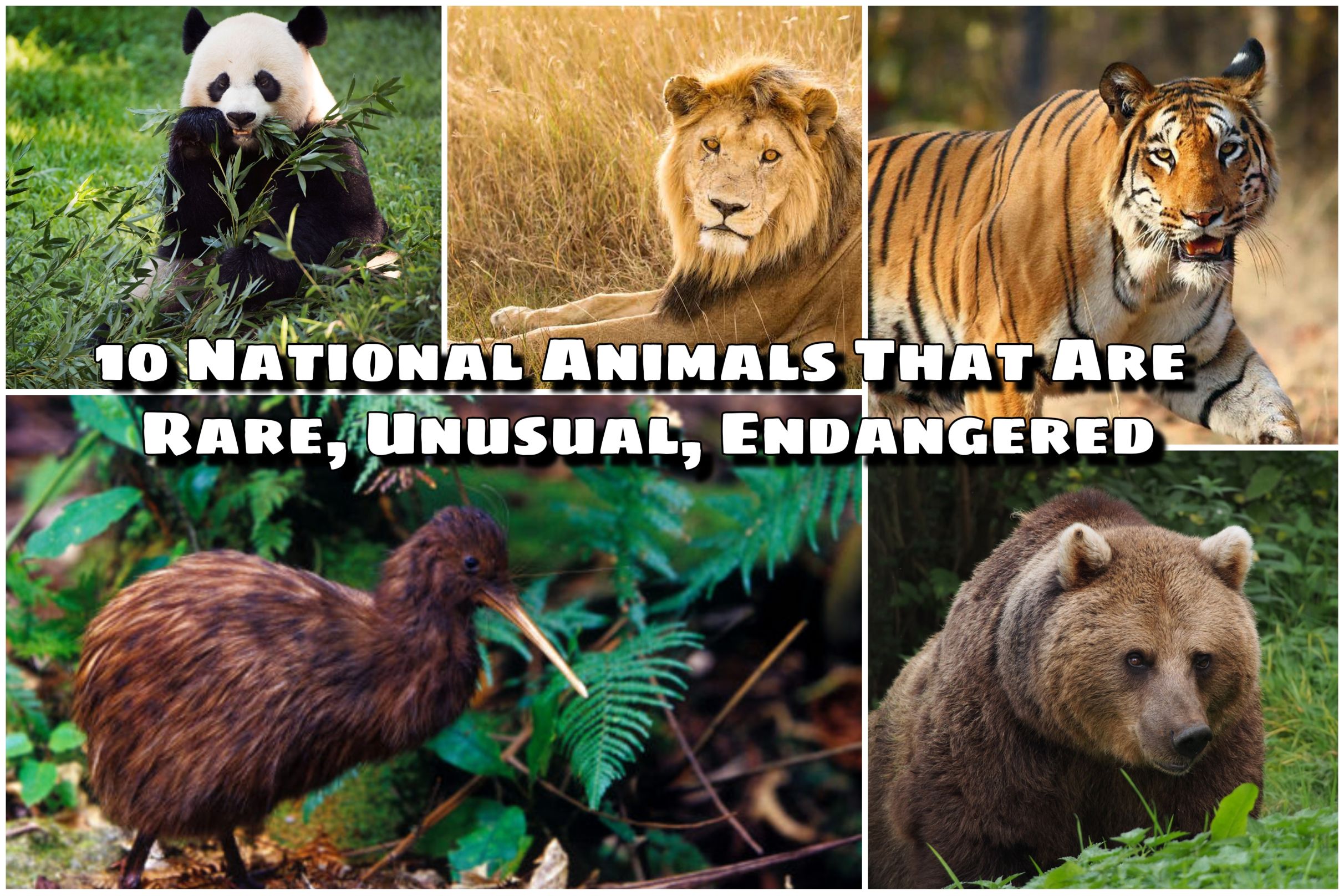 10 National Animals That Are Rare, Unusual, Endangered