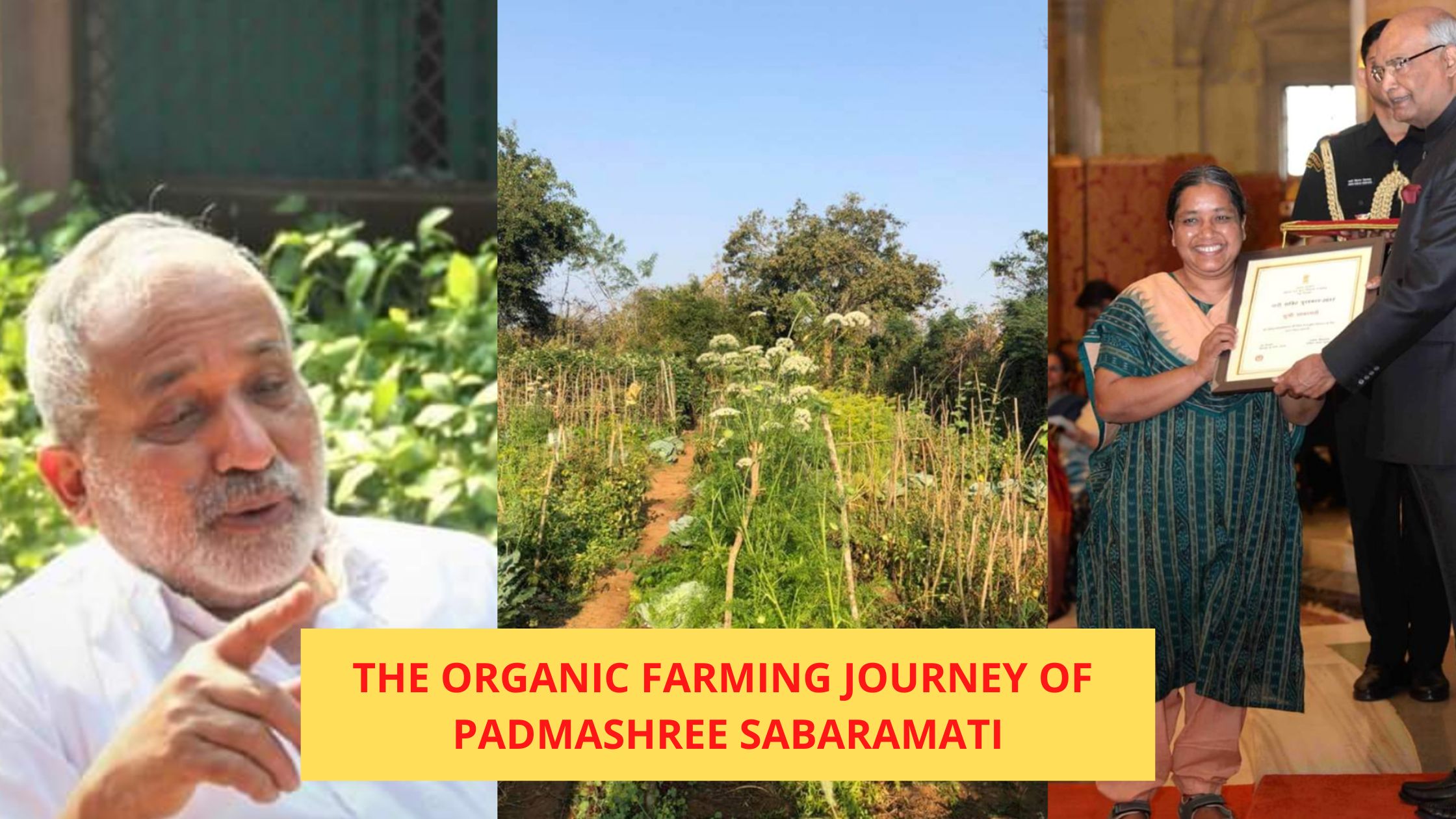 The organic farming journey of Padmashree Sabaramati