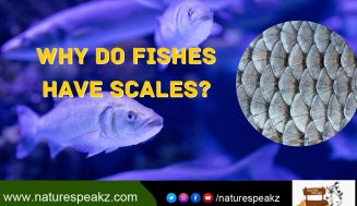 Why do Fish have Scales?