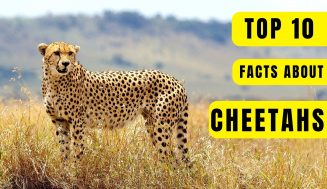 Top 10 facts about Cheetah – Nature Speakz