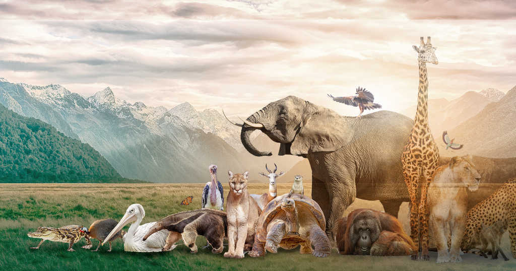 Wildlife populations decline by 69% in 50 years-Living Planet Report 2022
