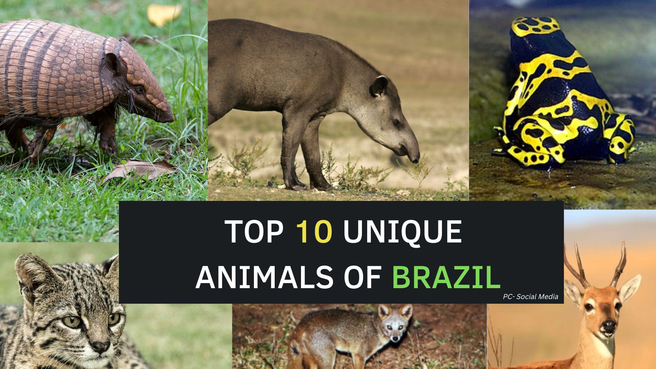 Top 10 Unique Animals of Brazil