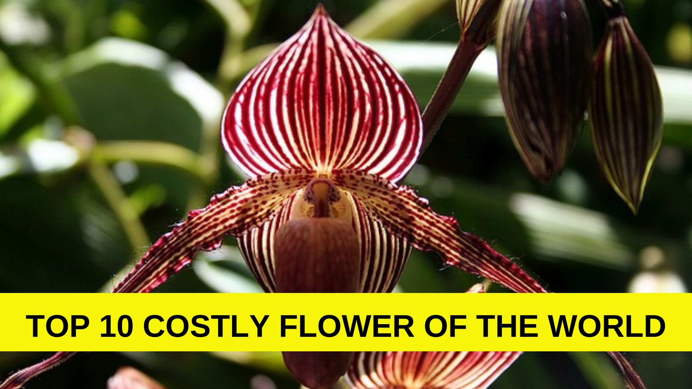 Top 10 costly flower of the World