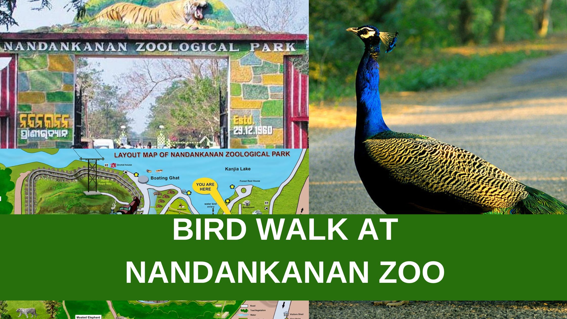 Bird walk at NandanKanan Zoo