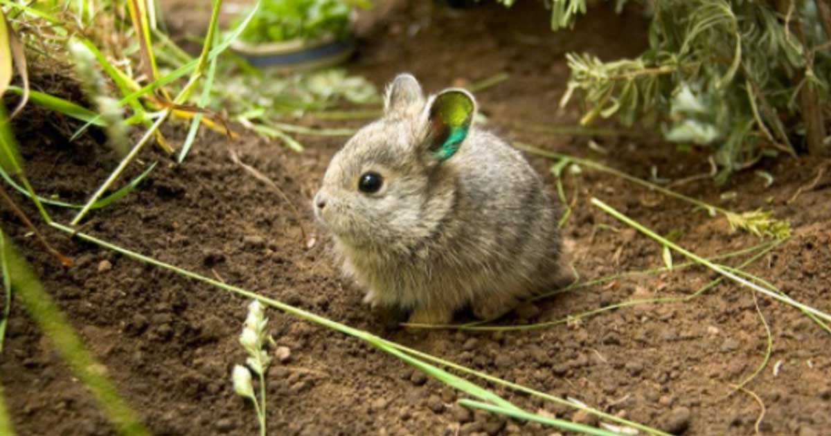 Top 6 cutest Animal in the Word