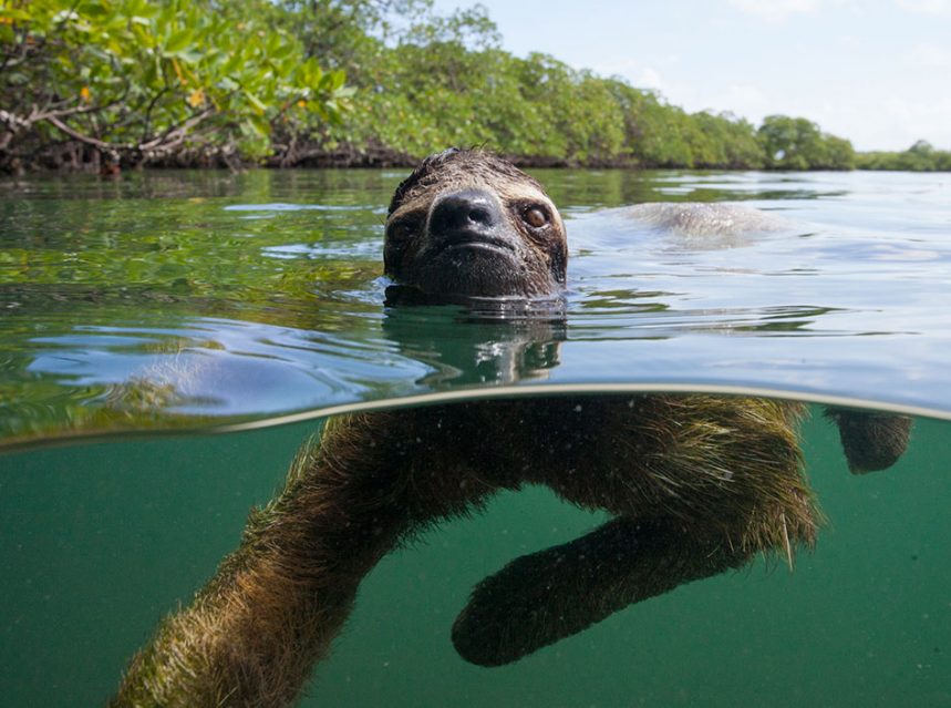 How Long Can a Sloth Hold Its Breath? Nature Speakz