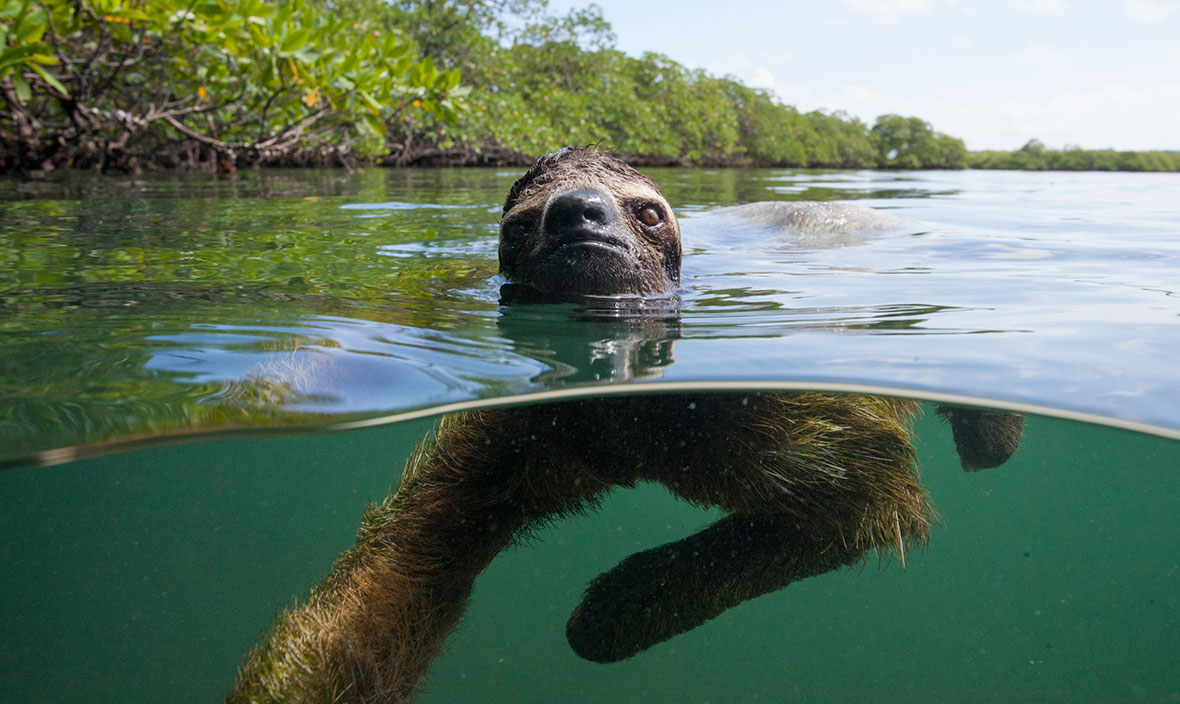 How Long Can a Sloth Hold Its Breath?