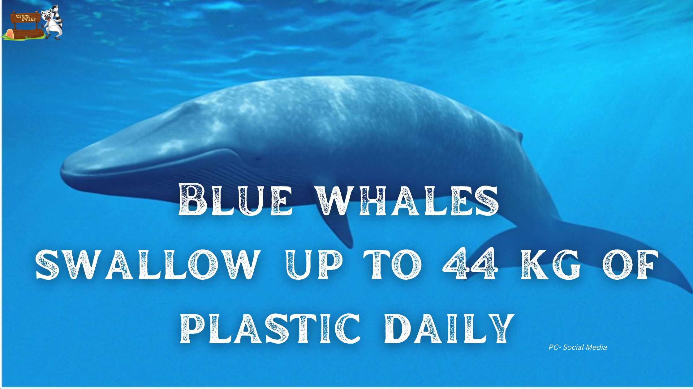 Blue whales swallow up to 44 kg of plastic daily