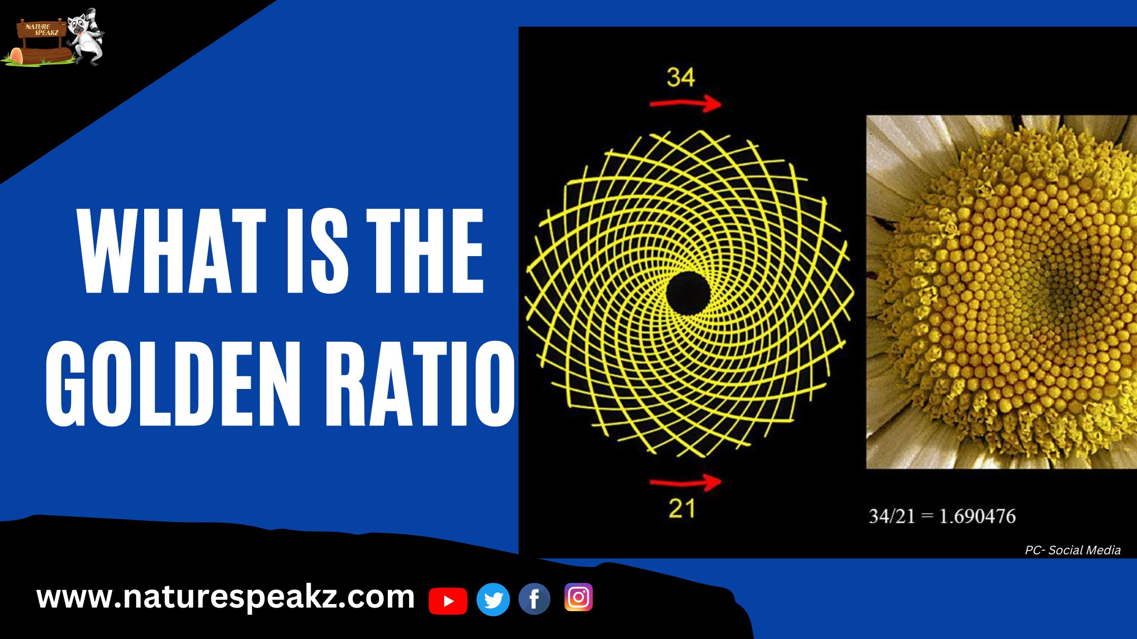 The Golden Ratio in Nature
