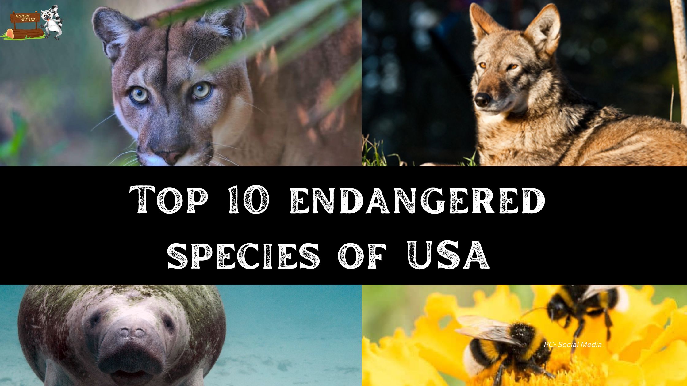 Top 10 endangered species of USA