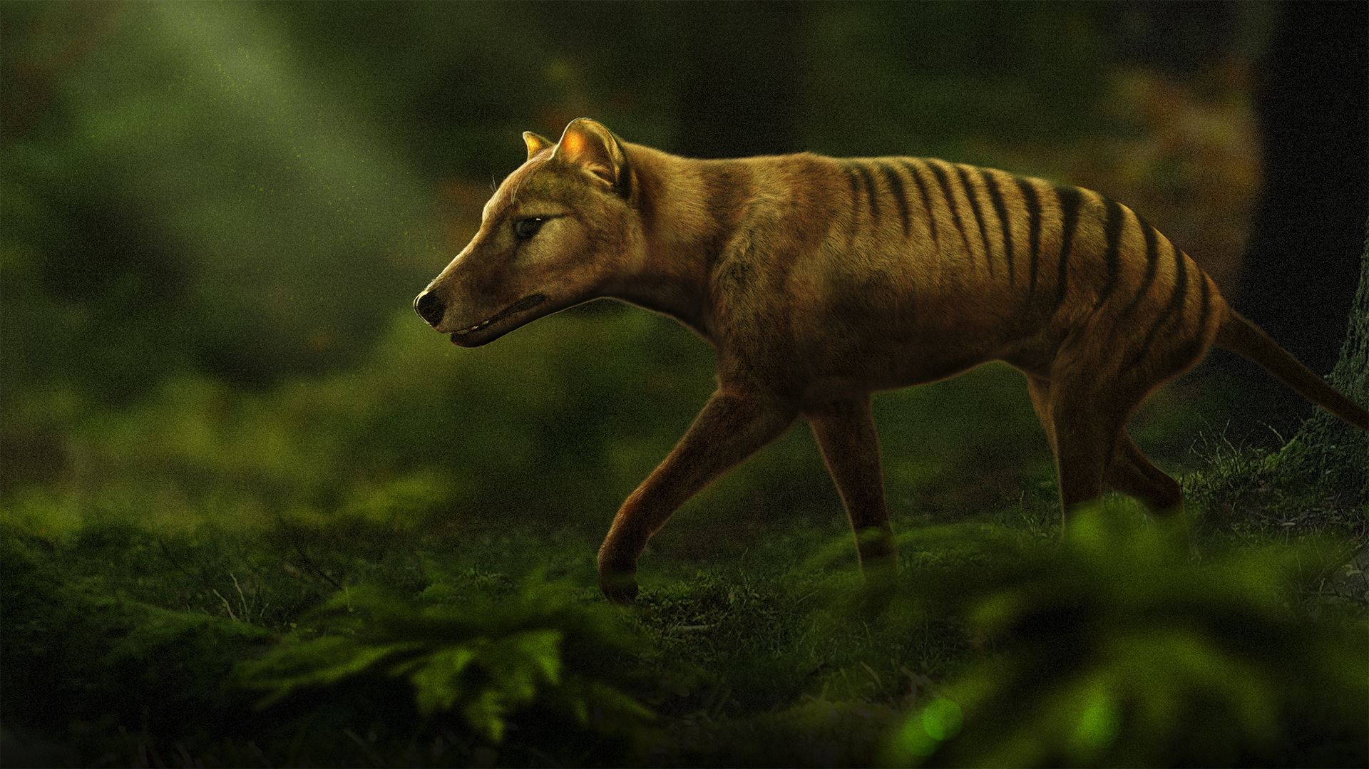 The Tasmanian tigers are coming back! -Report- Nature Speakz