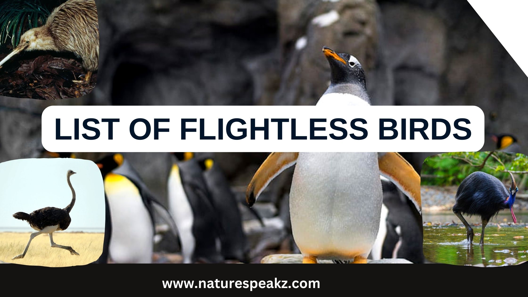 List of Flightless birds
