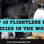 List of Flightless birds