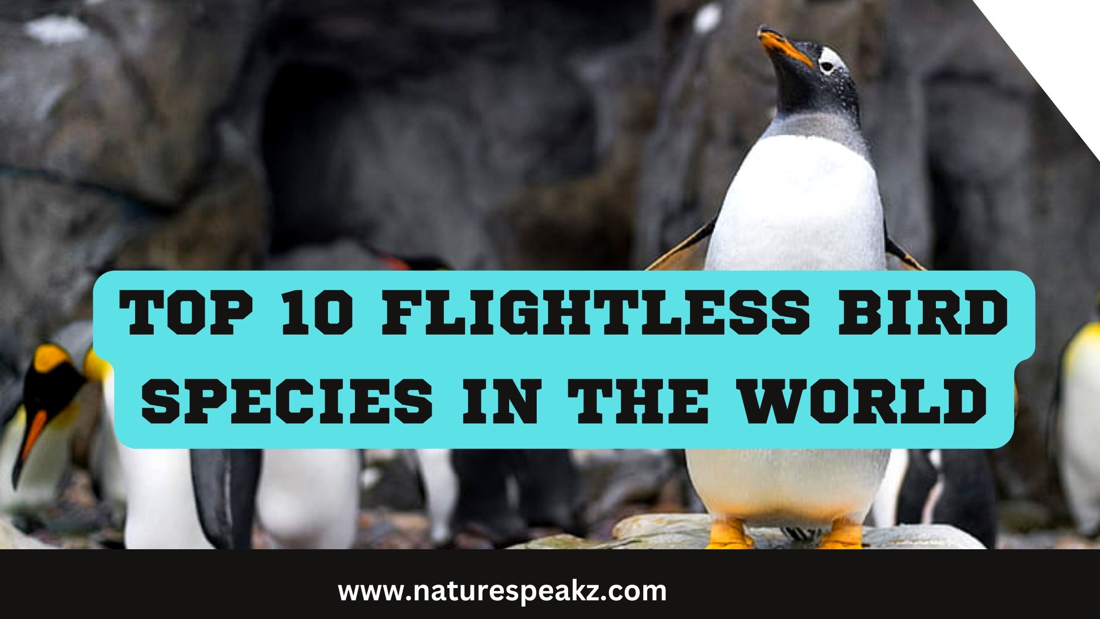 Top 10 Flightless Bird Species in The World