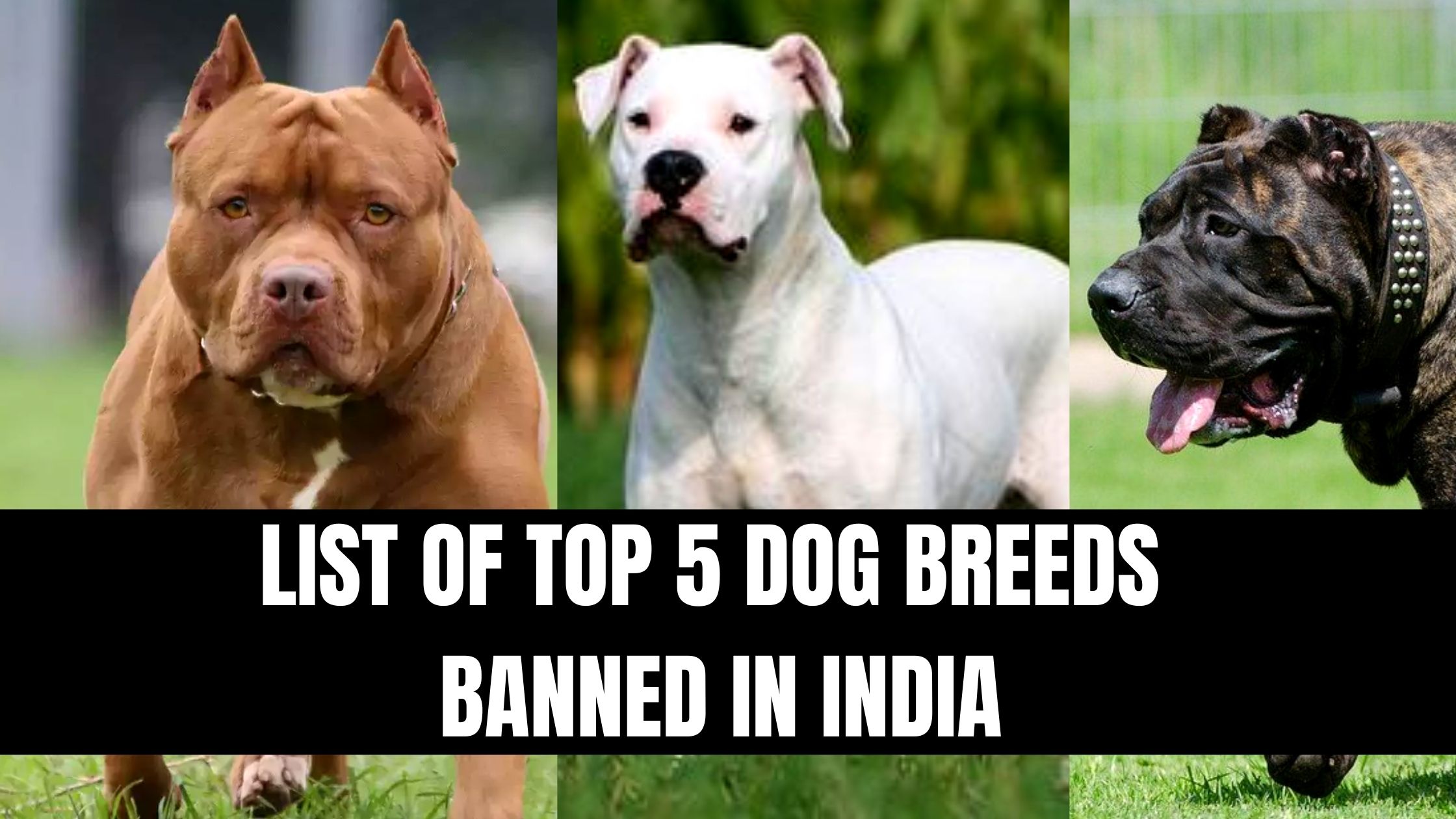 List of top 5 Dog Breeds banned in India