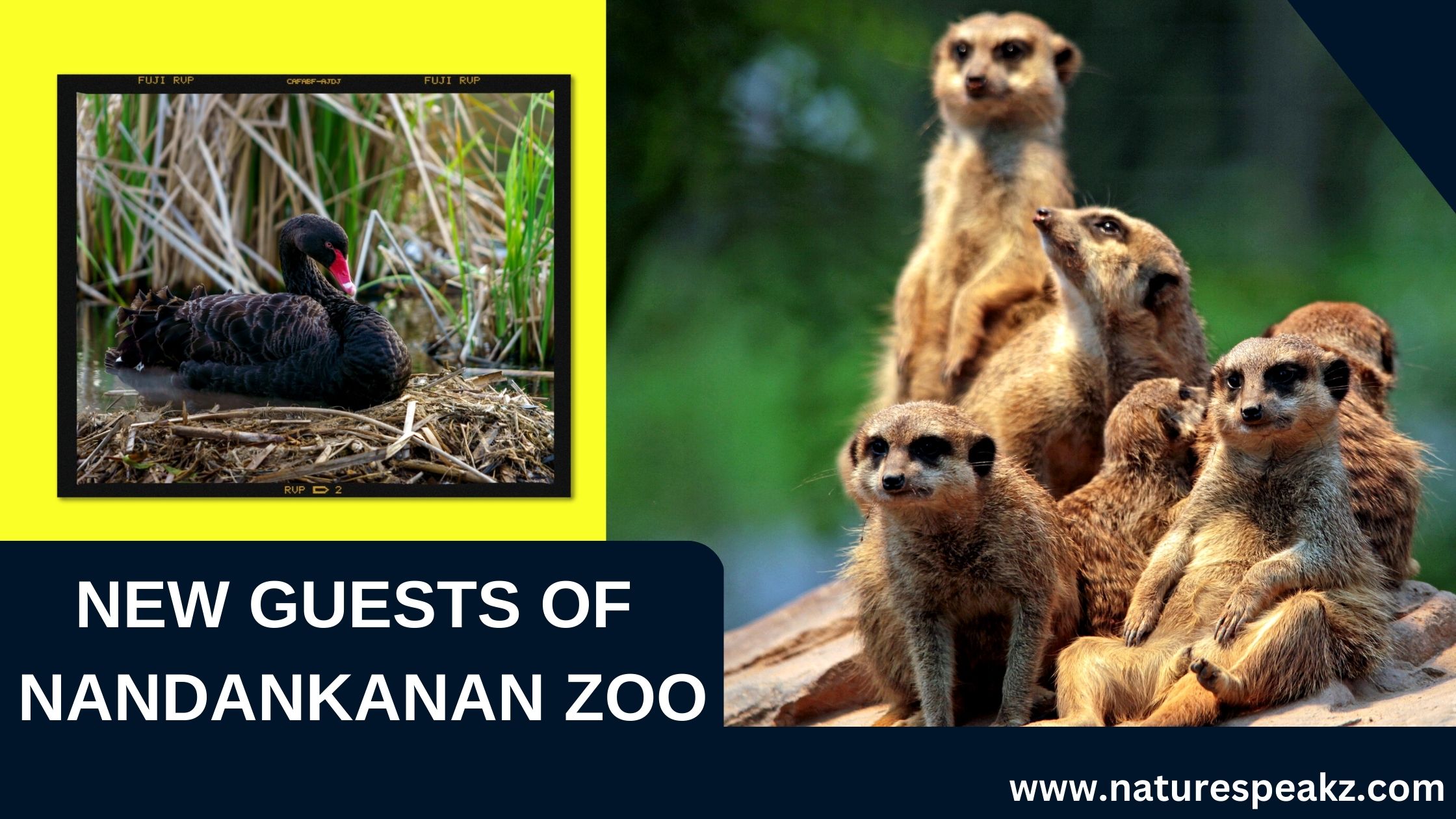 New guests of Nandankanan Zoo