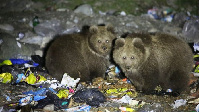Himalayan Brown Bears are eating Plastic