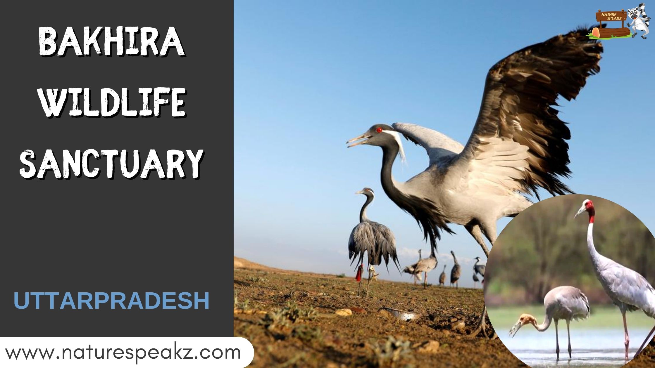 Bakhira Wildlife Sanctuary – Uttarpradesh