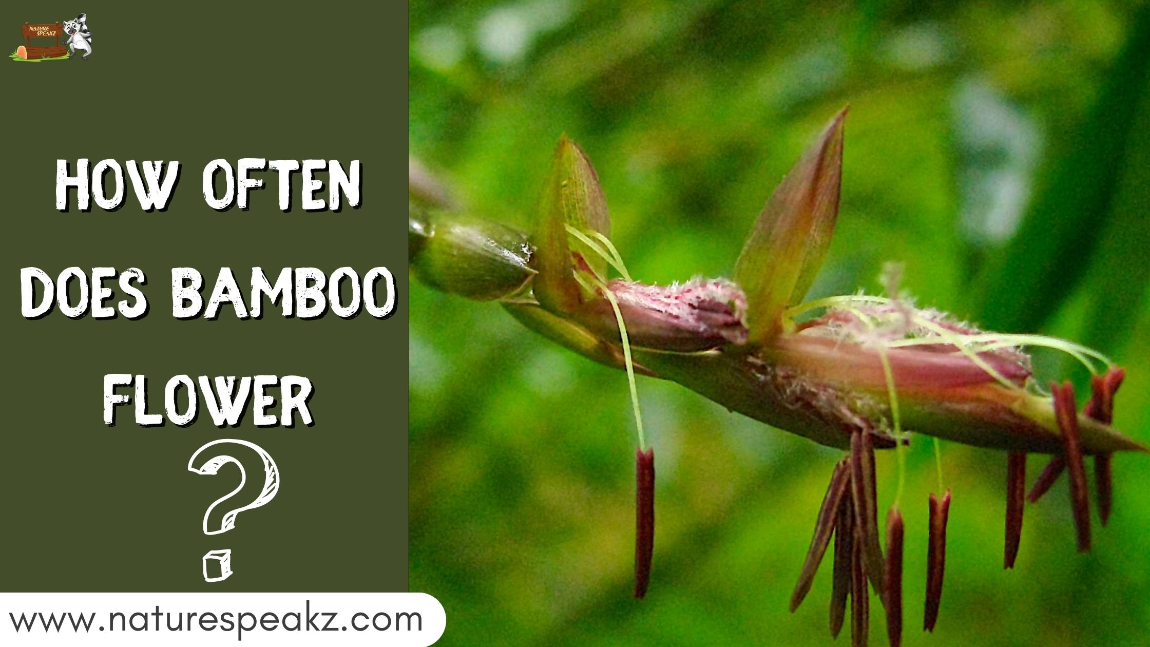 How often does bamboo flower