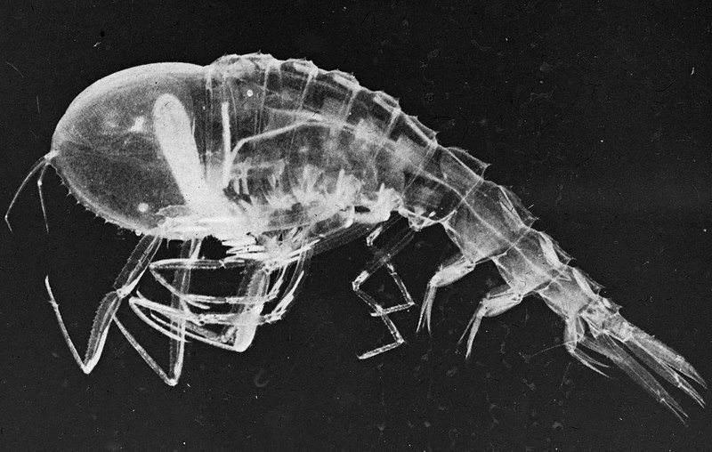 Rare Animal: The Cystisoma