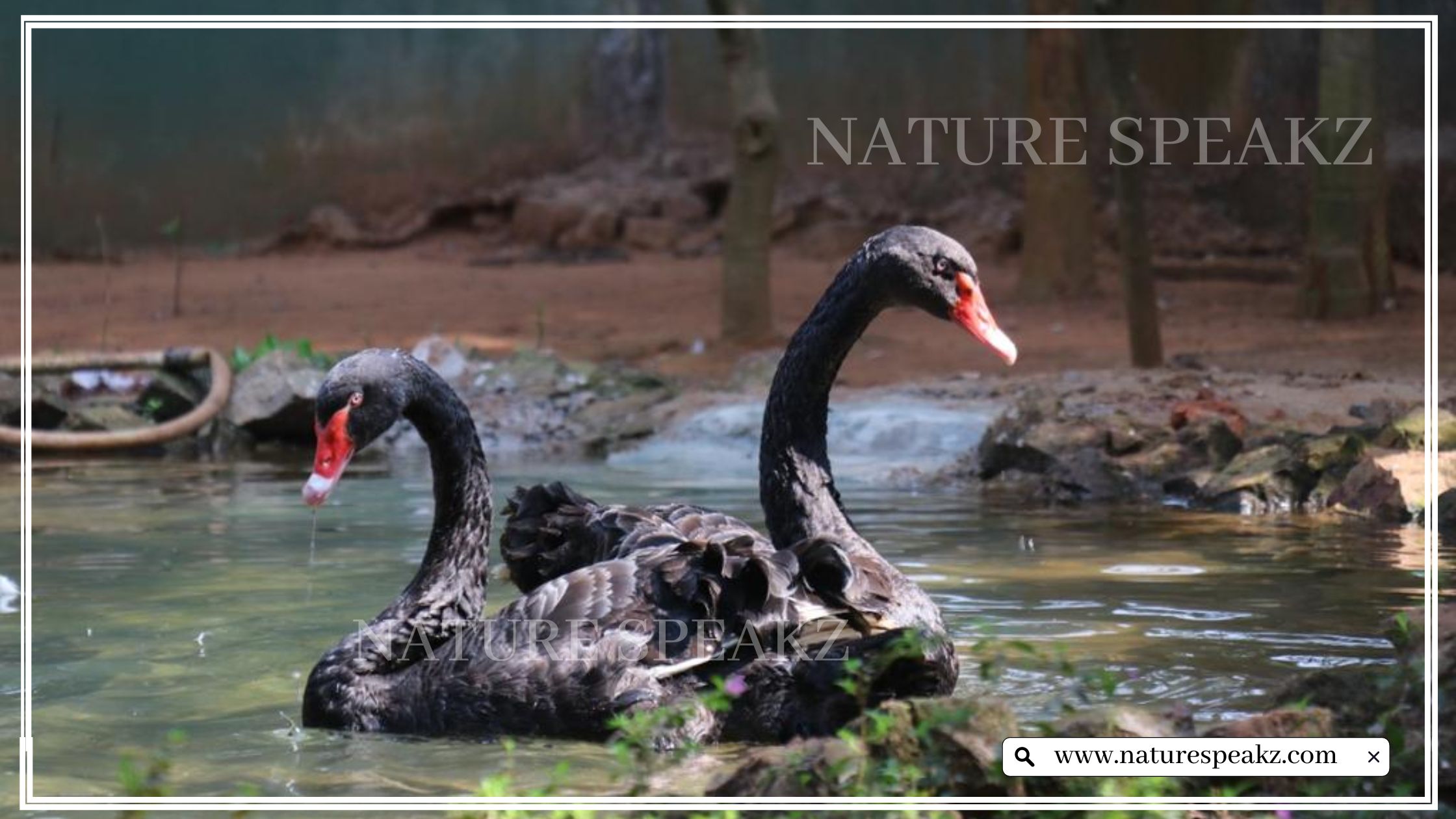 Black swans of Nandankanan Zoo