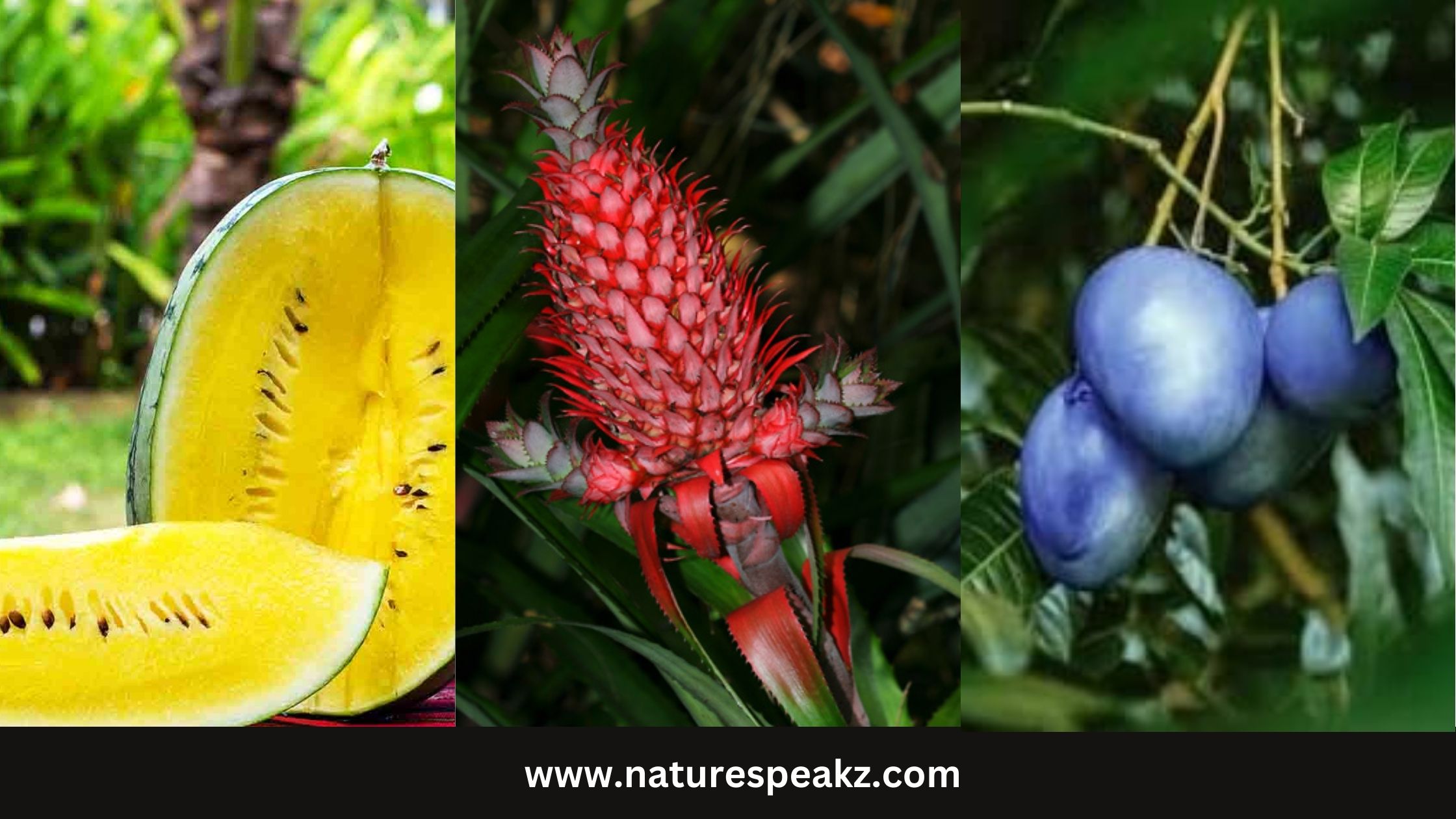 List of rare colored fruits found on earth
