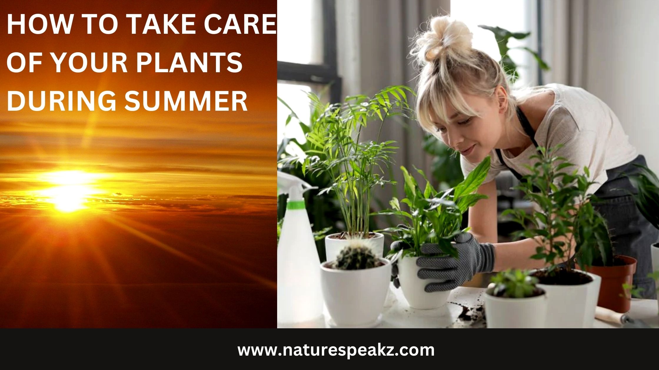 How to Take Care of Your Plants during Summer