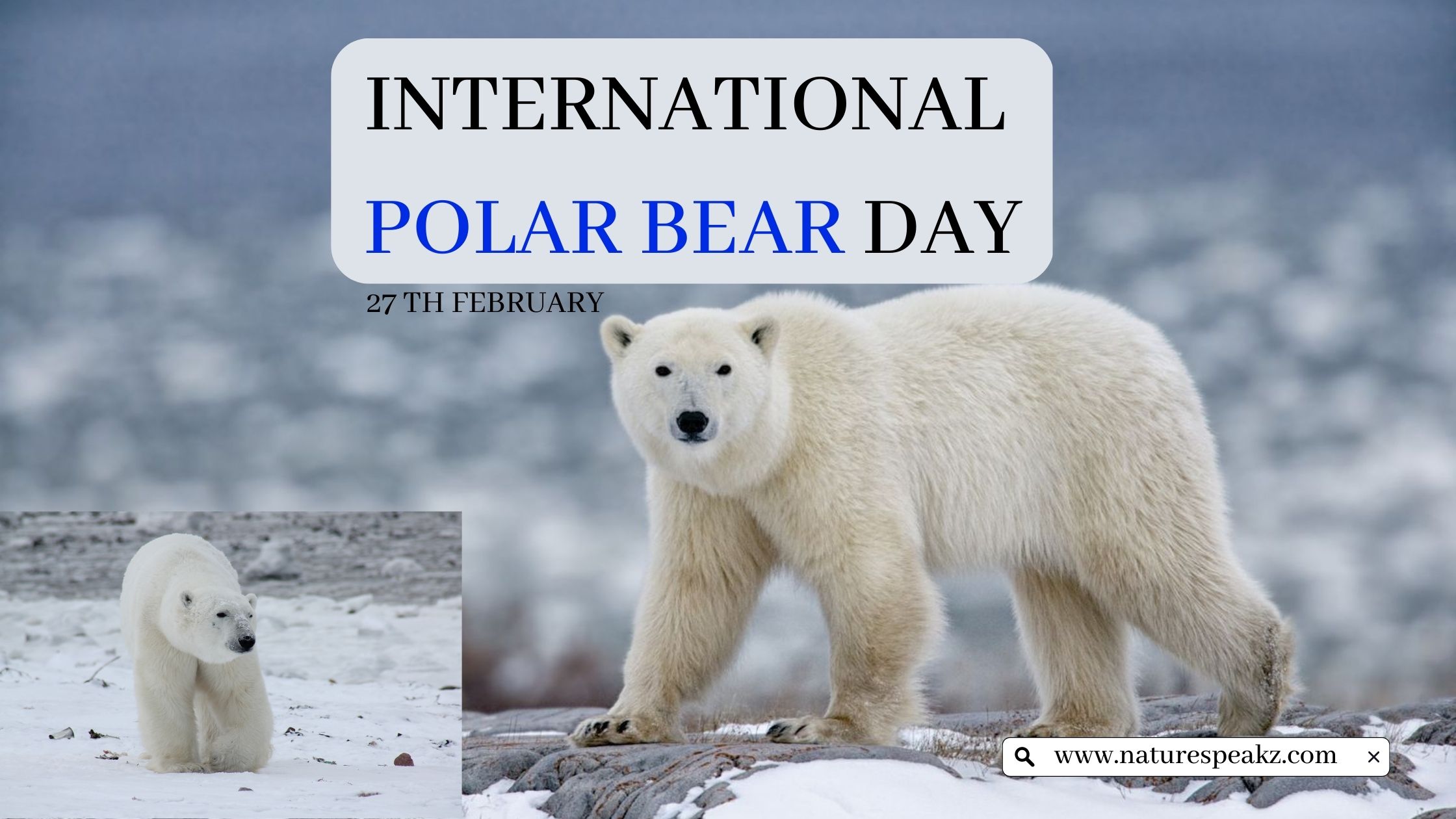 International Polar Bear Day 2023