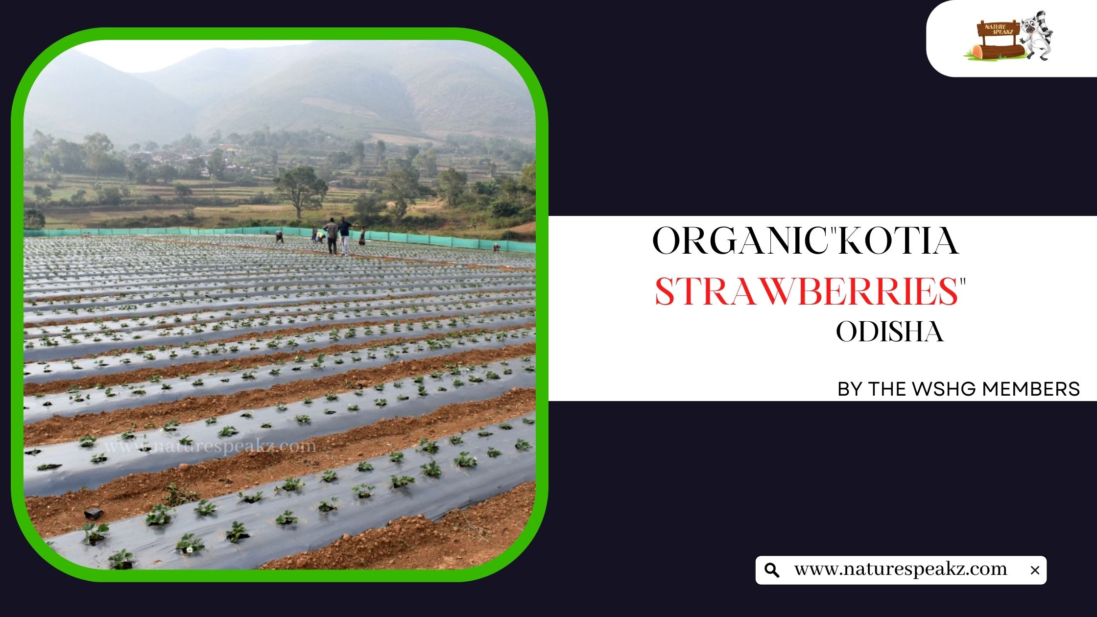 Organic Strawberry cultivation in Odisha