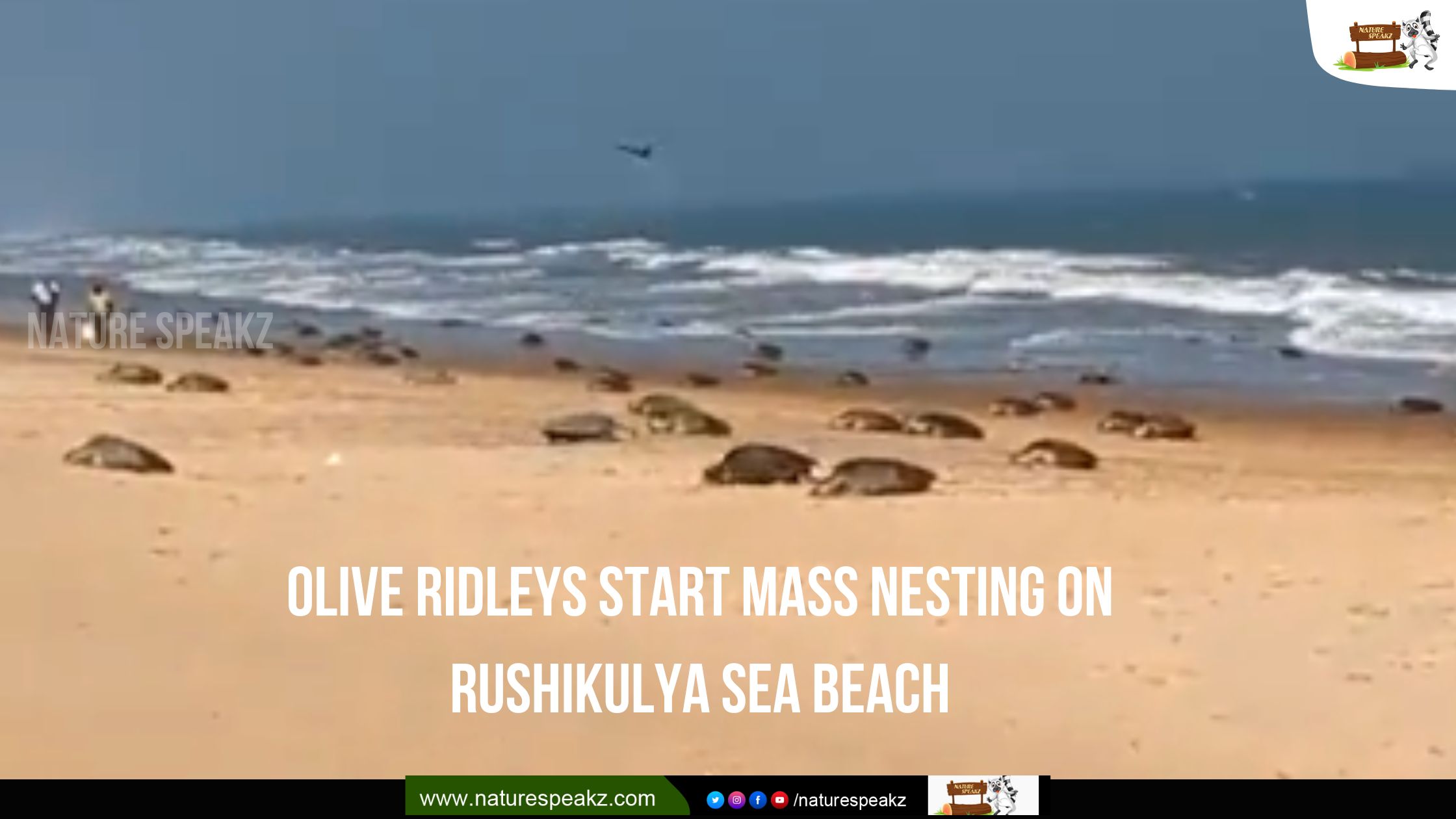 Olive Ridleys Start Mass Nesting On Rushikulya Sea Beach