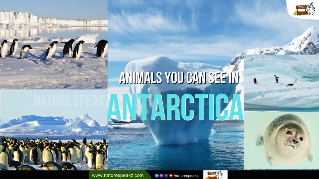 10 Animals You Can See in Antarctica