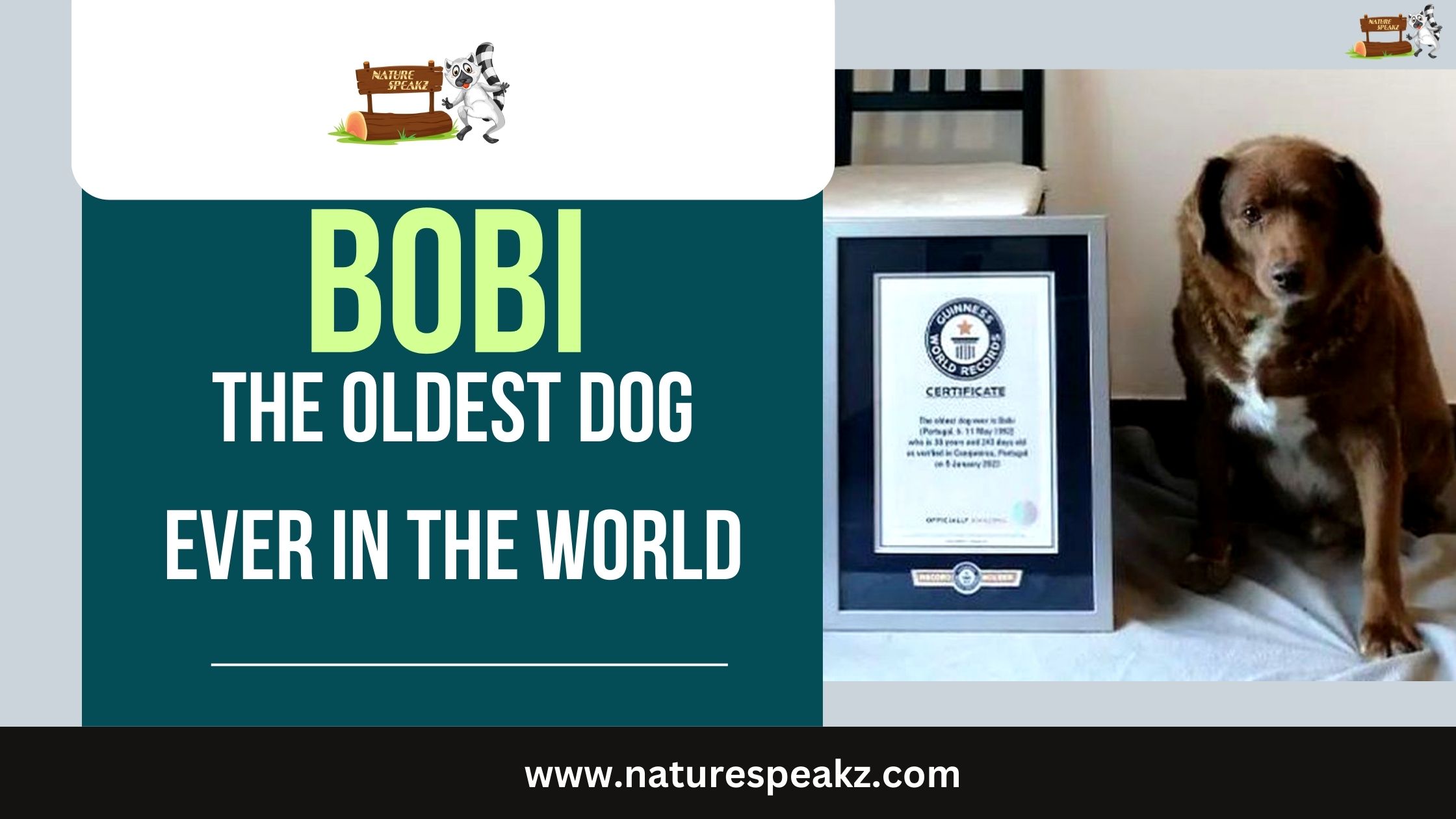 the oldest dog ever in the world