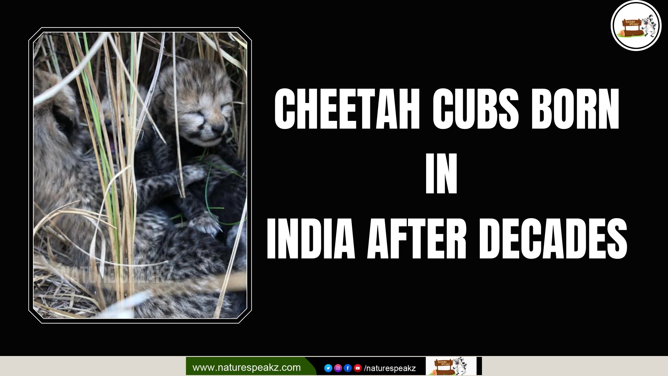 Cheetah cubs born in India after decades