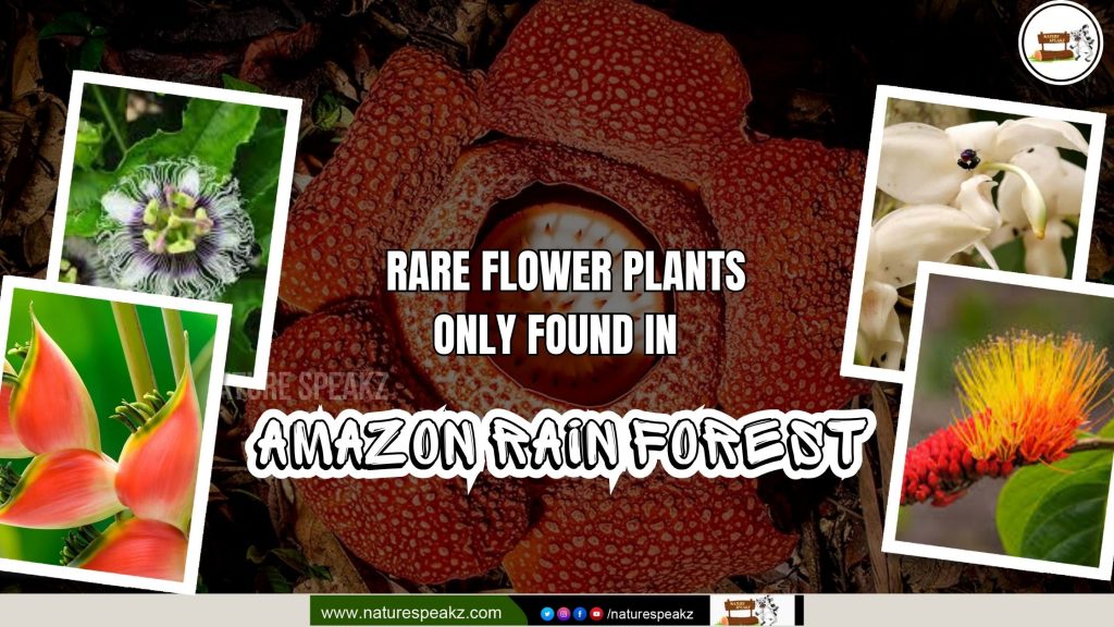 5 Rare Flower Plants only found in Amazon Rain Forest 