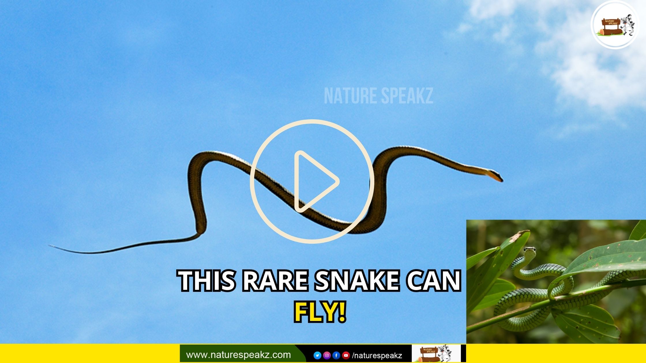 This rare snake can fly!