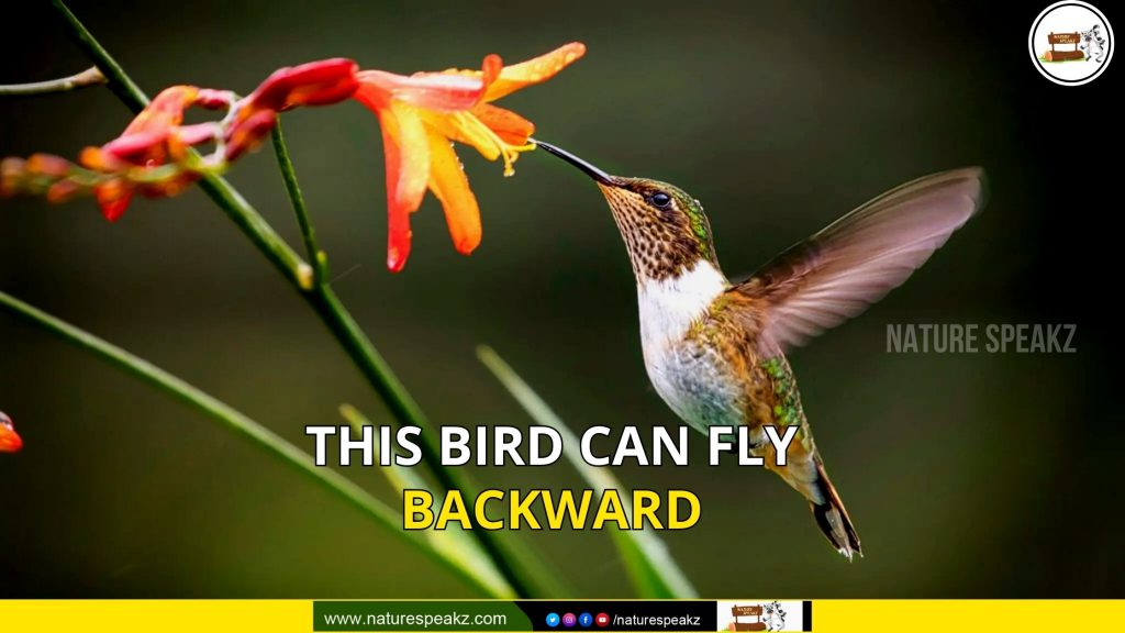 This bird can fly backward